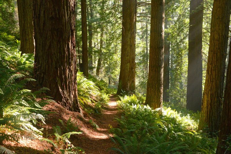 Hiking the Lost Coast Trail Through Sinkyone