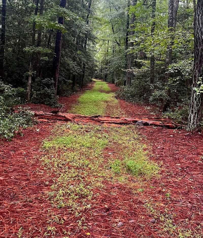 Historical Sites Hidden in the Woods
