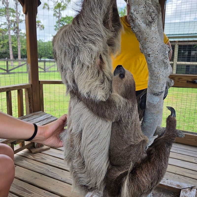 Holding a Baby Sloth in Your Arms Holding a Baby Sloth in Your Arms
