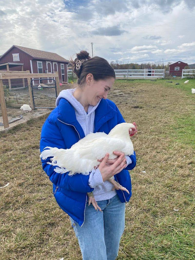 Holding a Rooster Without the Fear Factor