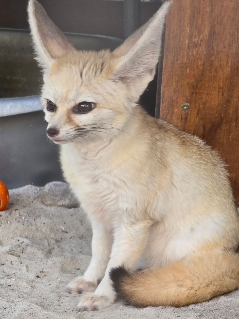 Honey and the Other Non-Wolf Residents Who Charm Everyone