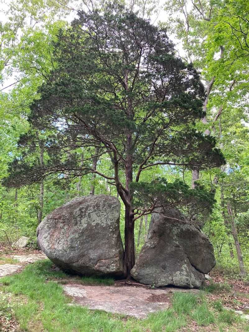 Horseback Riding Through Ancient Trees