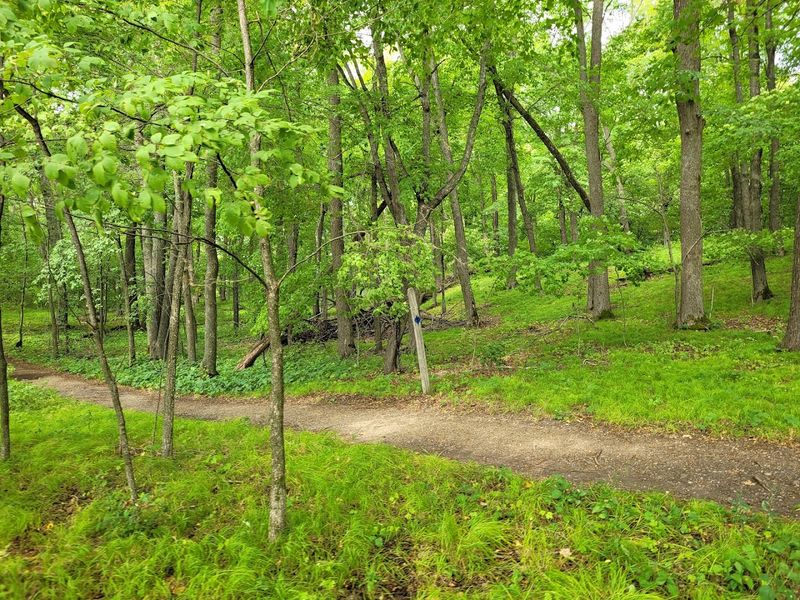 Horseback Riding Trails Through Hardwood Forest