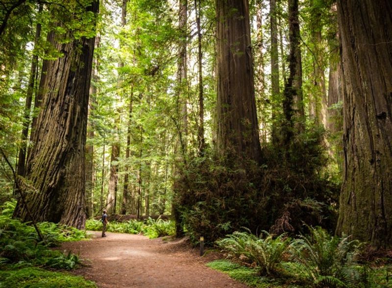 Humboldt Redwoods State Park - Weott, California