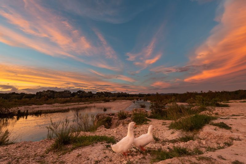 Hummingbirds, Wildlife, and Natural Beauty All Around