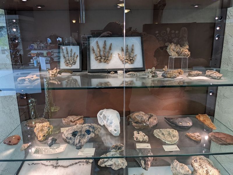 Hundreds of Real Fossils on Display Hundreds of Real Fossils on Display
