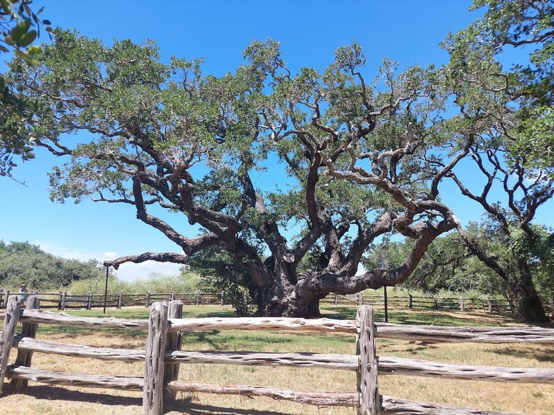 Hurricane Harvey Survivor: A Tree That Refuses to Fall