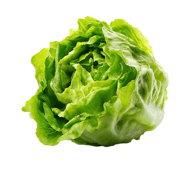 Iceberg Lettuce Iceberg Lettuce
