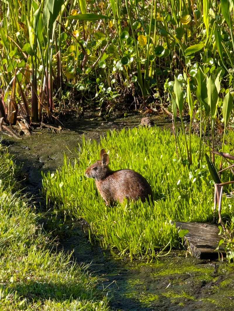 Iguanas, Marsh Rabbits, and Unexpected Wildlife Encounters