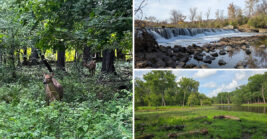 Illinois Forest Preserve Where Deer Sightings Are Practically Guaranteed