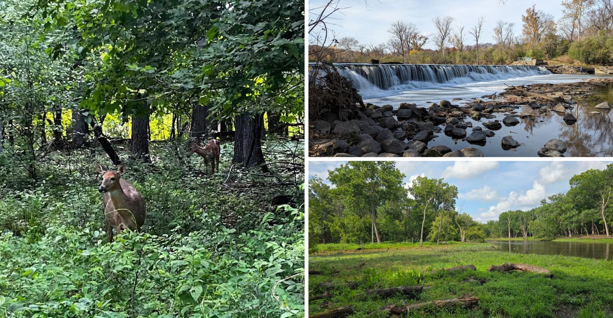 Illinois Forest Preserve Where Deer Sightings Are Practically Guaranteed