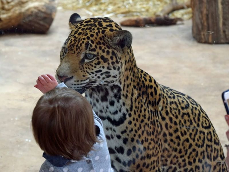 Incredible Animal Collection You Will Not Forget