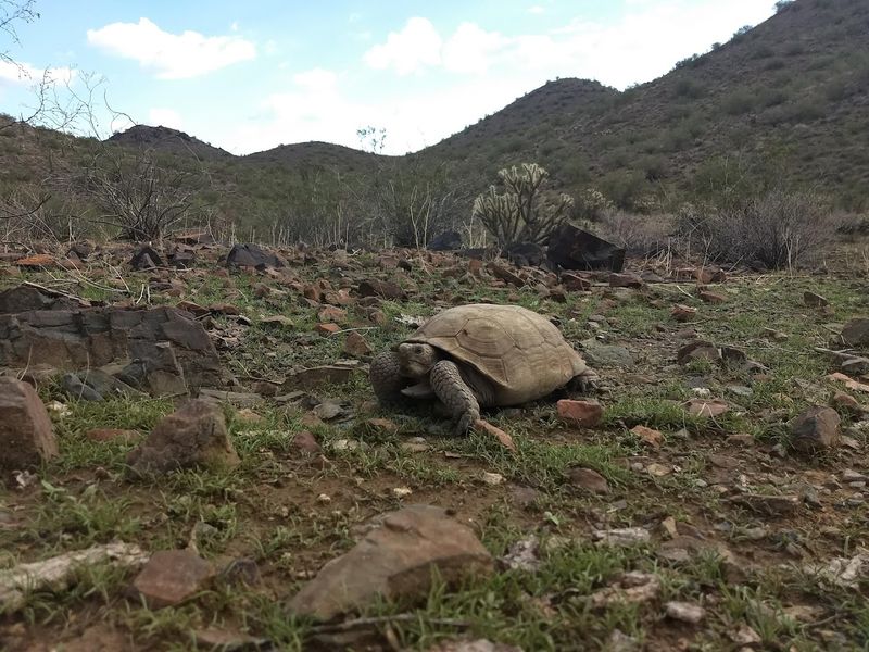 Incredible Wildlife Encounters in the Desert