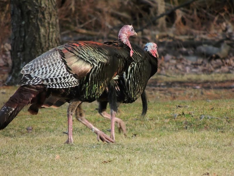 Incredible Wildlife Encounters