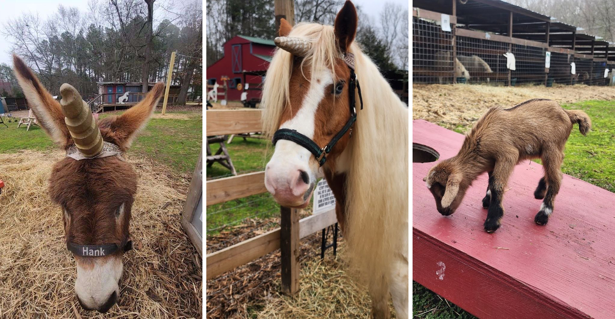 It is hard to believe Theres A Real Life Unicorn Farm Hiding in South Carolina