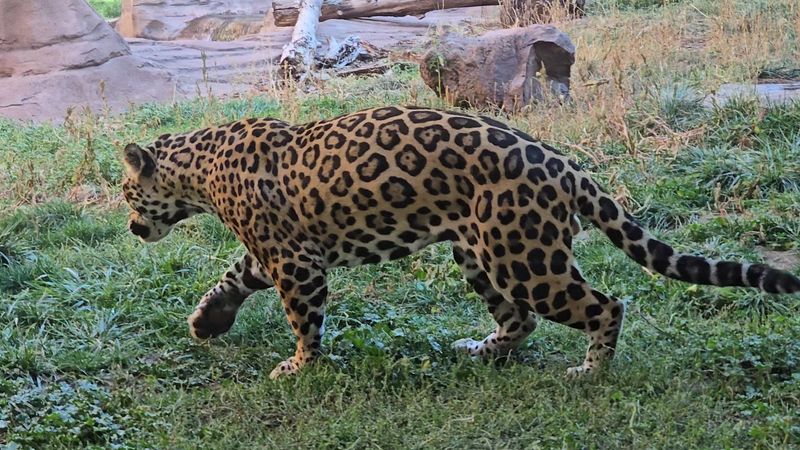 Jaguars at Fort Bearizona Walk-Through Zoo Jaguars at Fort Bearizona Walk-Through Zoo