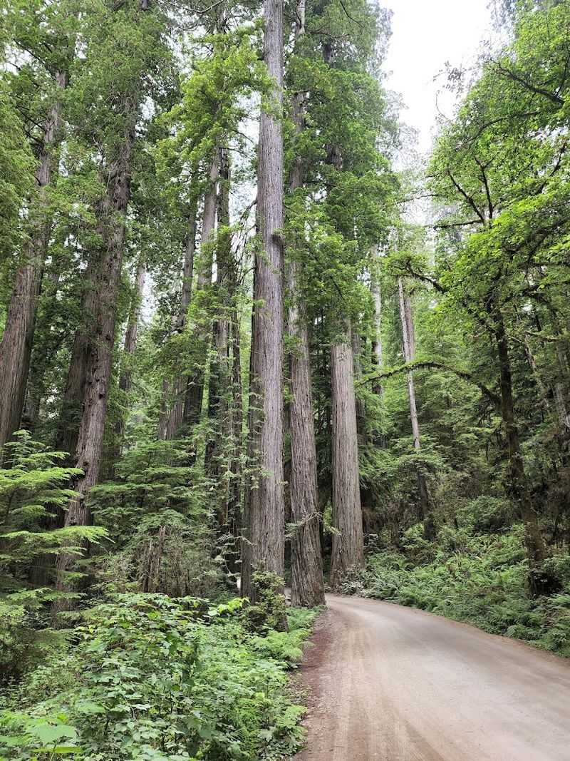 Jedediah Smith Redwoods State Park: The Perfect Setting
