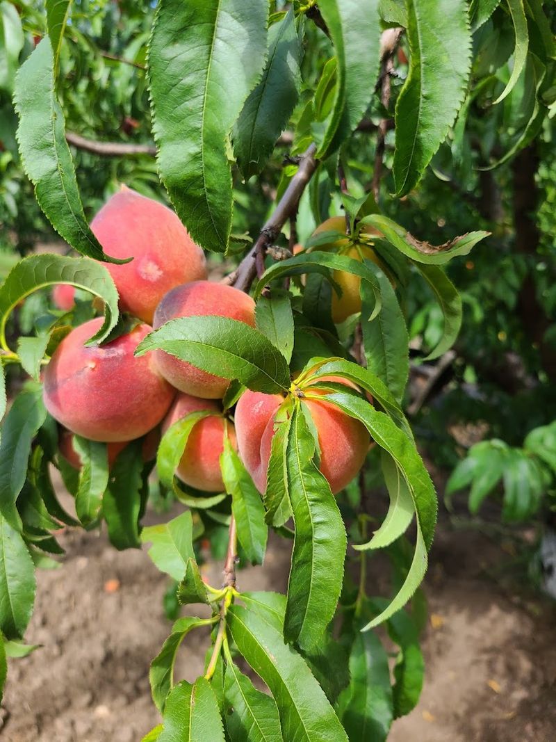 Jenschke Orchards - Fredericksburg, Texas