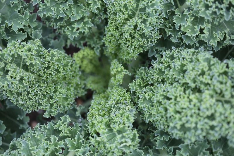 Kale Kale