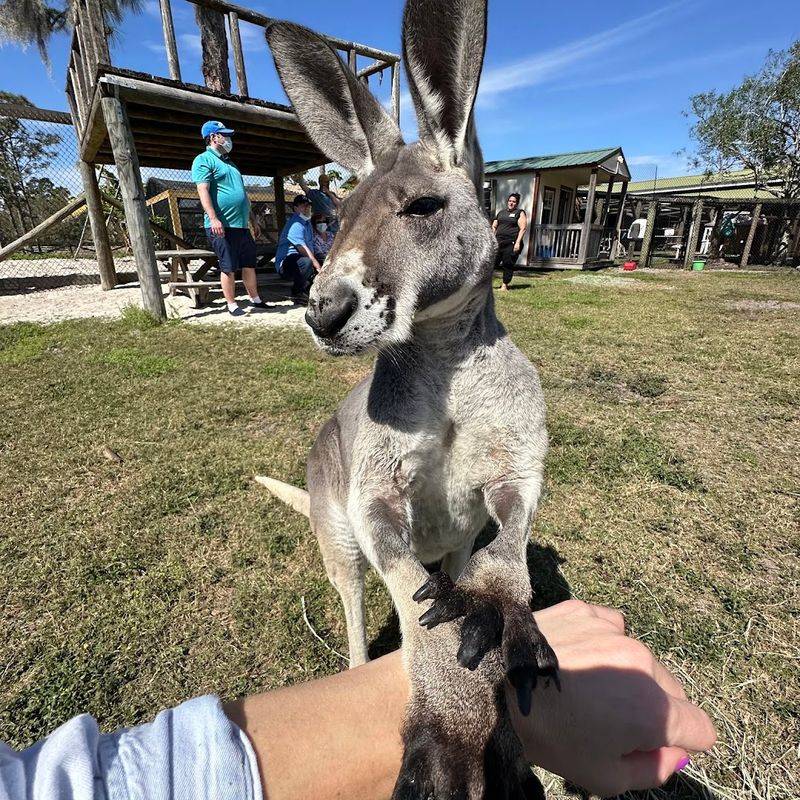 Kangaroo Meet-and-Greet Sessions Kangaroo Meet-and-Greet Sessions