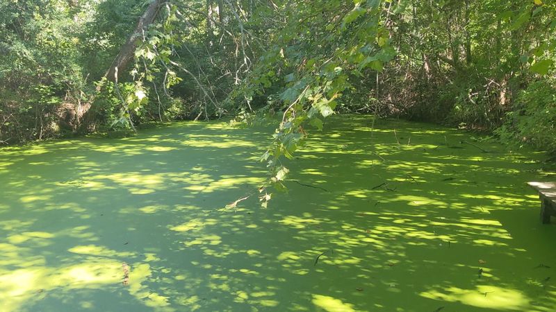 Kasey's Pond: A Hidden Neon Green Surprise Kasey's Pond: A Hidden Neon Green Surprise