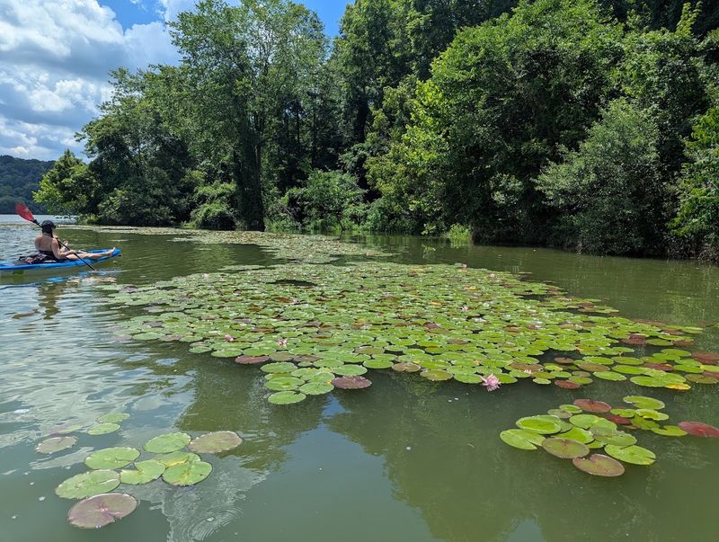 Kayaking and Paddling: Peaceful Adventures on Calm Water Kayaking and Paddling: Peaceful Adventures on Calm Water