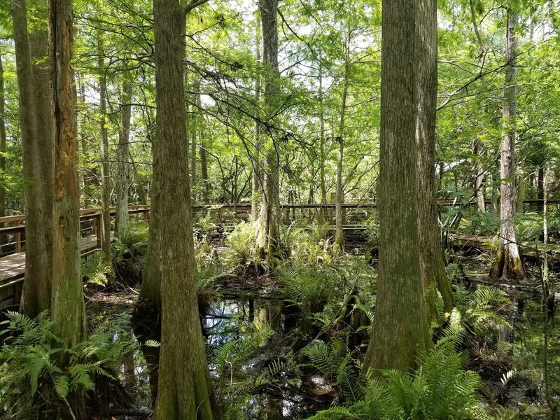 Kid-Friendly Trails Through Woods and Wetlands