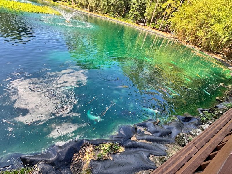 Koi Pond Magic: Where Fish and Calm Meet