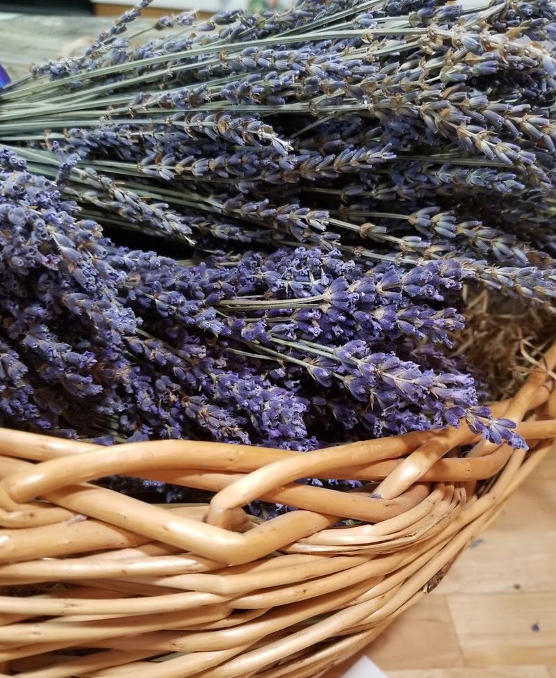 Lavender Cooking Demonstrations That Spark Culinary Creativity Lavender Cooking Demonstrations That Spark Culinary Creativity