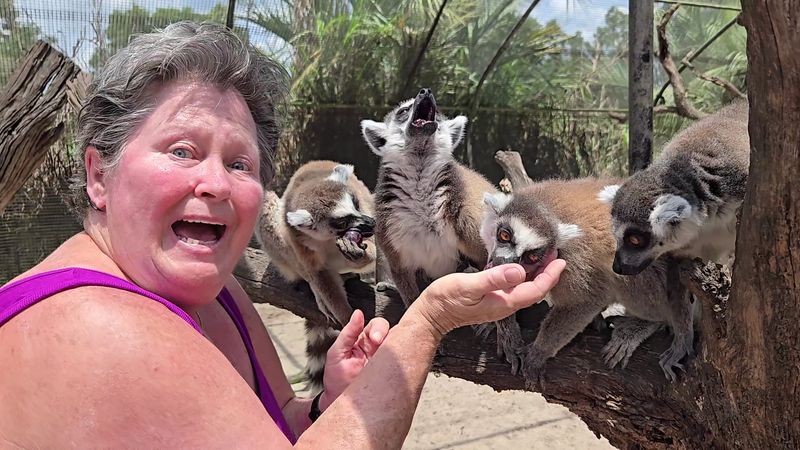 Lemur Feeding That Will Melt Your Heart
