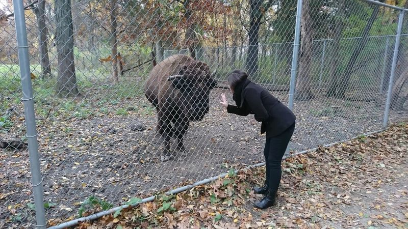 Live American Bison Up Close Live American Bison Up Close