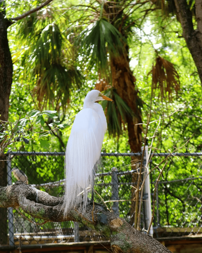 Live Animal Encounters and Conservation Shows