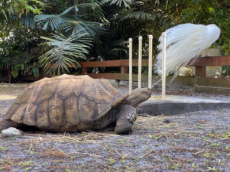 Live Animal Shows and Educational Presentations