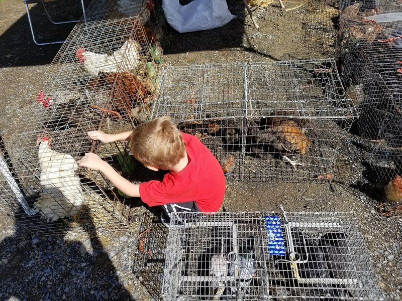 Live Animals That Stop Shoppers Right in Their Tracks