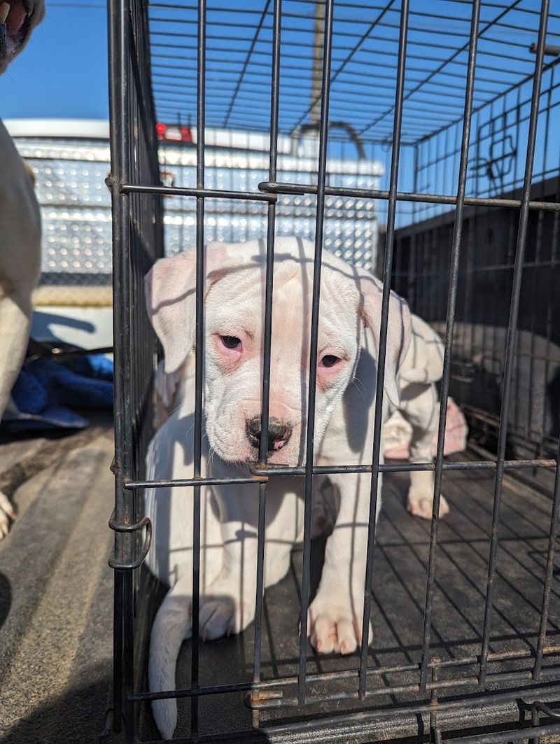 Live Animals for Sale — From Baby Goats to Puppies