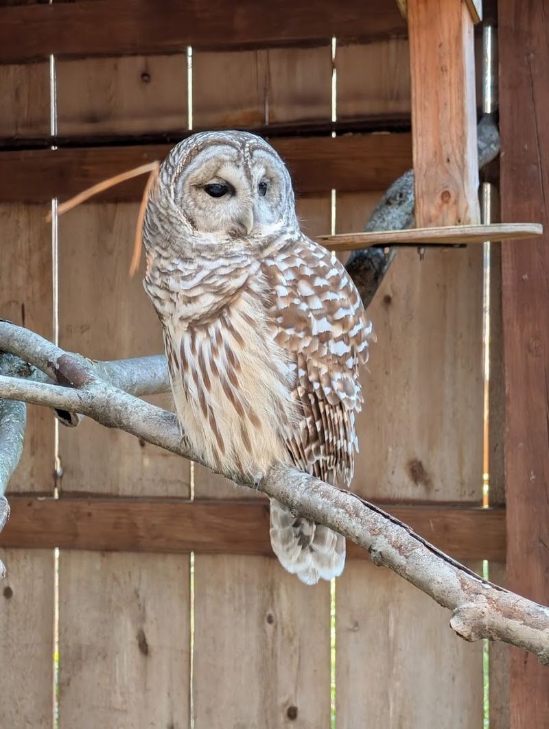Live Bird Shows and Educational Programs