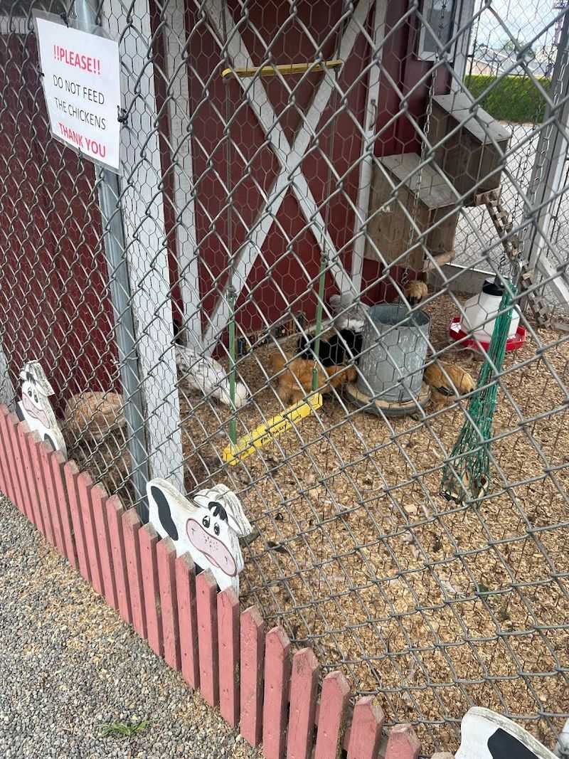 Live Chickens Outside Add to the Farm Fun