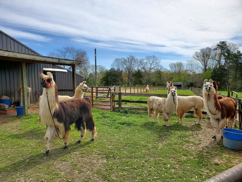 Llamas, Alpacas, Goats, and Horses