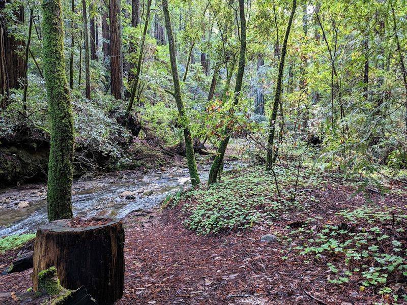 Lush Creeks That Wind Through the Forest Lush Creeks That Wind Through the Forest