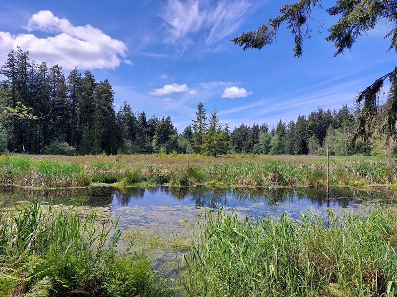 Lush Wetlands and Marshlands Teeming With Wildlife