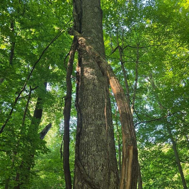 Majestic Ancient Trees That Stop You in Your Tracks Majestic Ancient Trees That Stop You in Your Tracks