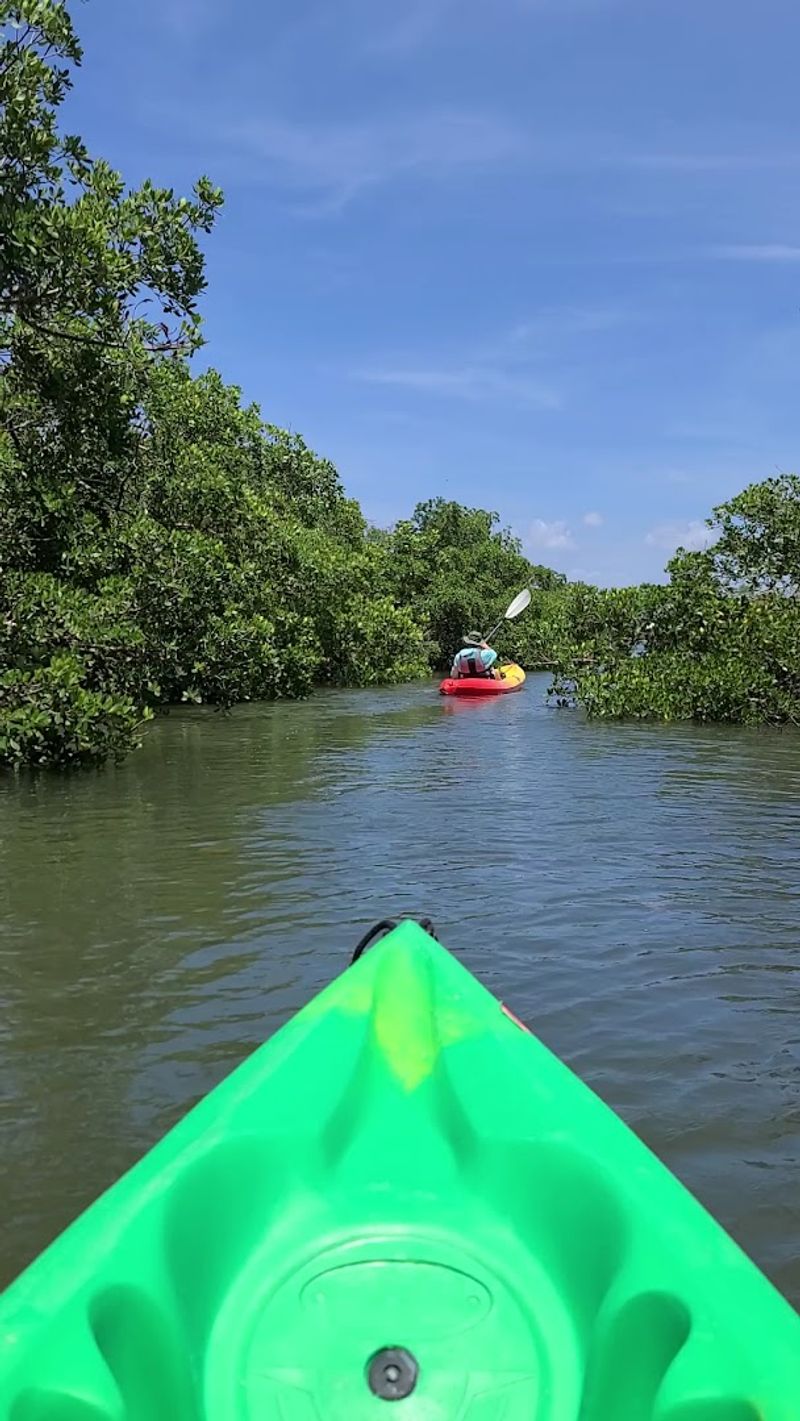 Mangrove Tunnels and Lagoon Exploration Mangrove Tunnels and Lagoon Exploration