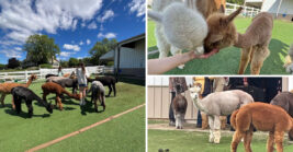 Many travelers still do not realize About This Charming Wisconsin Alpaca Farm