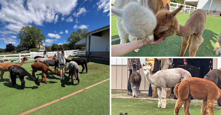 Many travelers still do not realize About This Charming Wisconsin Alpaca Farm
