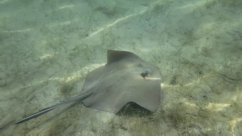 Marine Life You Can Spot on the Trail