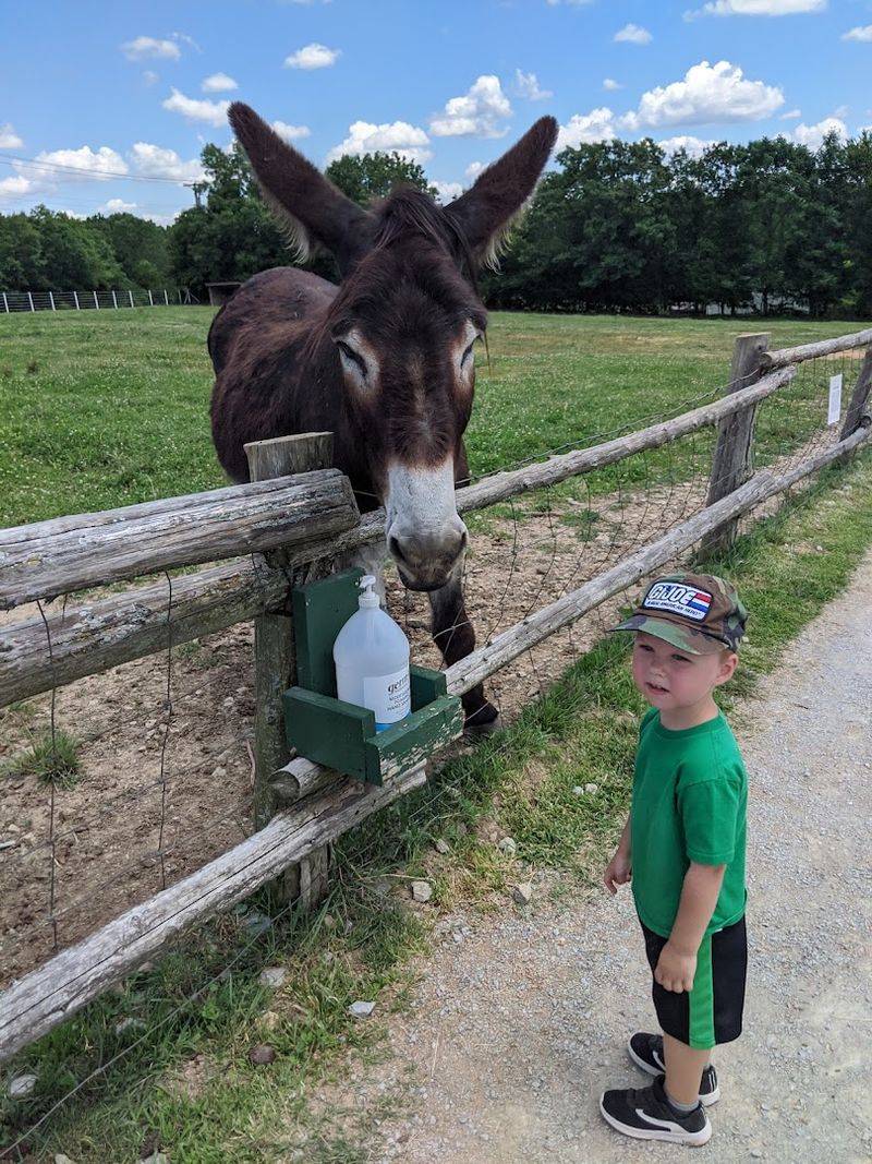 Maynard the Beloved Donkey