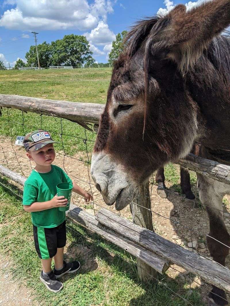 Maynard the Donkey: A Fan Favorite