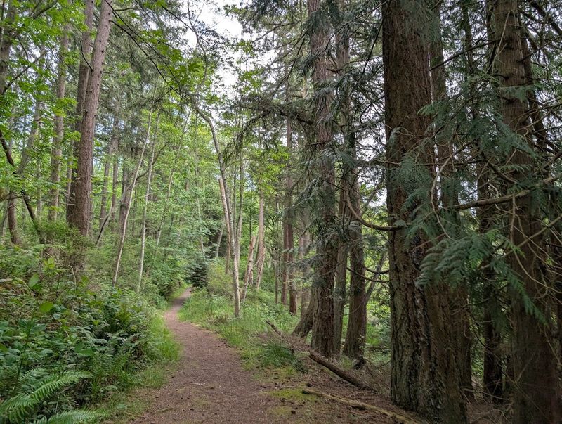 Meandering Forest Trails Through Towering Evergreens