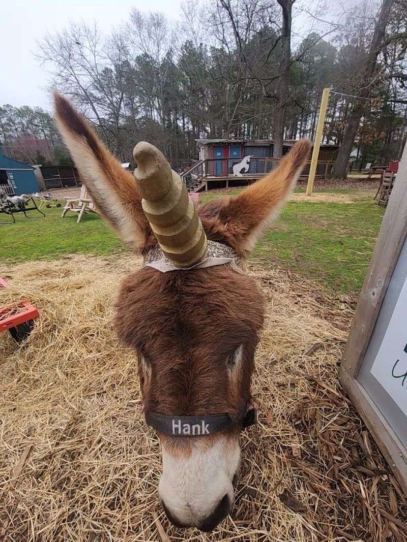 Meet Hank the Donkey-Corn, the Farm's Star Attraction