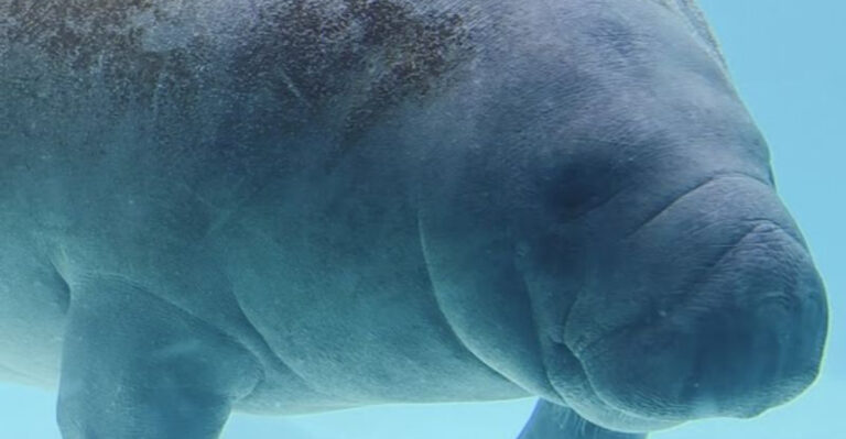 Meet The 71-Year-Old Florida Manatee That’s Been Charming Visitors For Decades